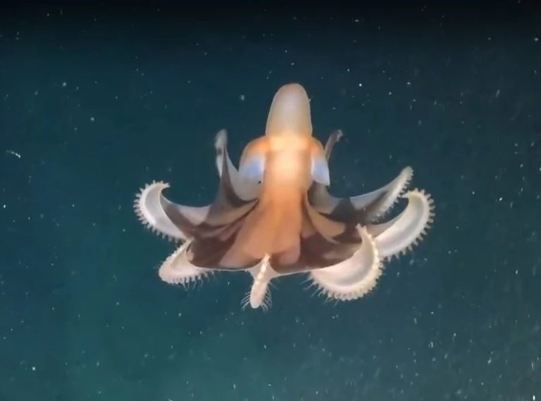 Los pulpos no tienen un solo cerebro: la ciencia acaba de confirmar que cada brazo “piensa” por separado