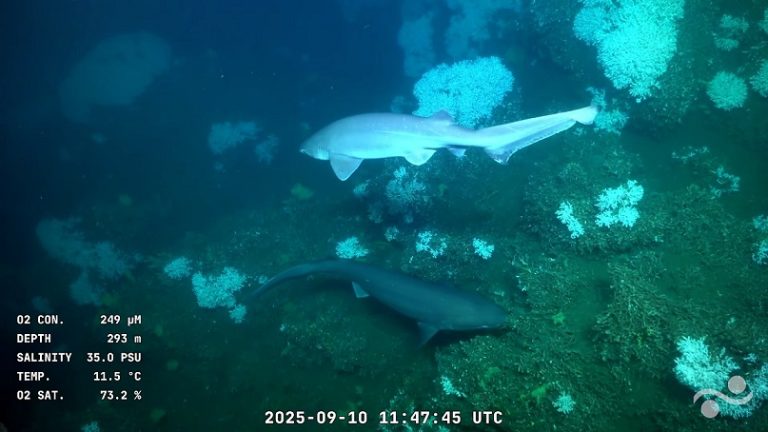 Tiburones en aguas uruguayas: un hallazgo único frente a Cabo Polonio
