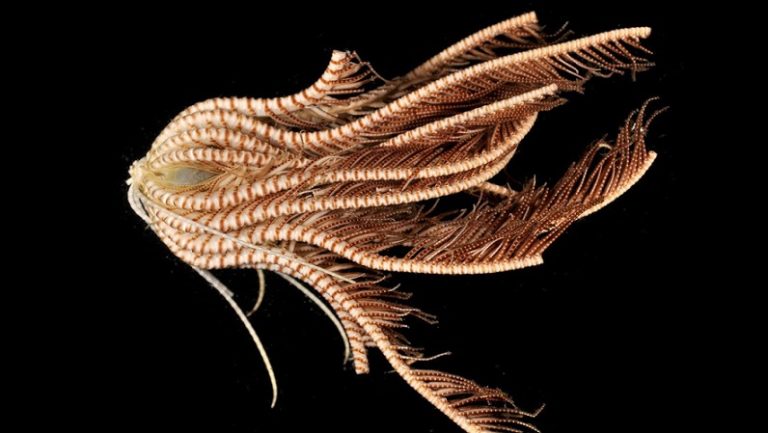 Descubren una nueva especie con 20 brazos en las profundidades de la Antártida