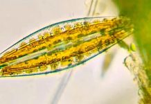 Vida activa bajo el hielo ártico: un hallazgo inesperado