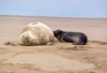 Ternura en la costa: nació una cría de elefante marino en Piriápolis y piden mantener la distancia