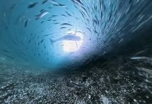 Hito global: un nuevo tratado de la ONU protegerá los océanos a partir de enero de 2026