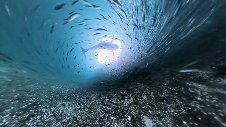 Entra en vigor un tratado histórico de la ONU para proteger la biodiversidad en alta mar