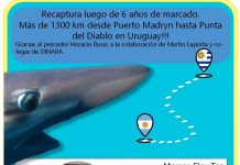 Dos tiburones pintarroja marcados en Argentina fueron reidentificados en aguas uruguayas