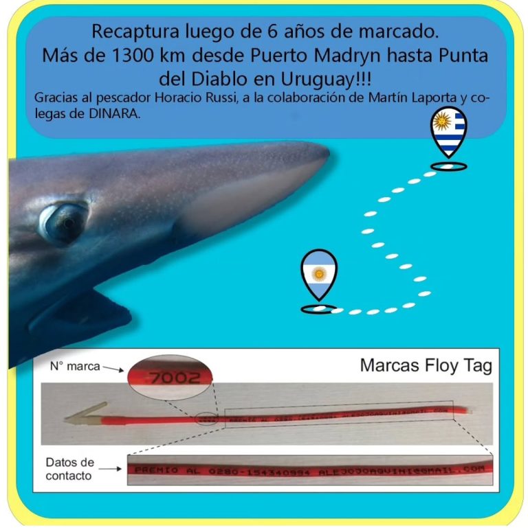 Dos tiburones pintarroja marcados en Argentina fueron reidentificados en aguas uruguayas
