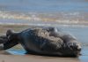 La elefanta marina Francisca fue nuevamente avistada en el puerto de Piriápolis