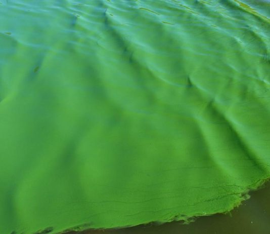 Uruguay avanza en el monitoreo diario de floraciones algales con tecnología satelital