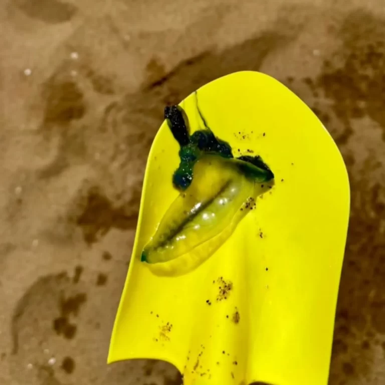 La IDM exhorta a extremar precauciones por presencia de Fragata Portuguesa en Playa Mansa