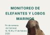Convocan a voluntarios para monitoreo costero de elefantes y lobos marinos durante Carnaval