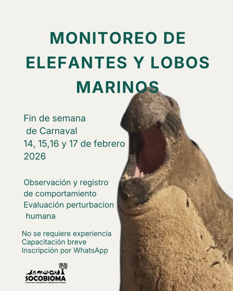 Convocan a voluntarios para monitoreo costero de elefantes y lobos marinos durante Carnaval