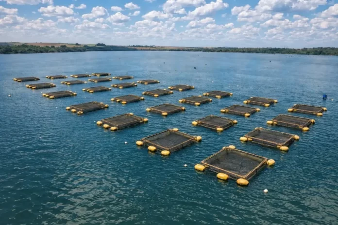 tanques-tilapia-convertido-de-jpg