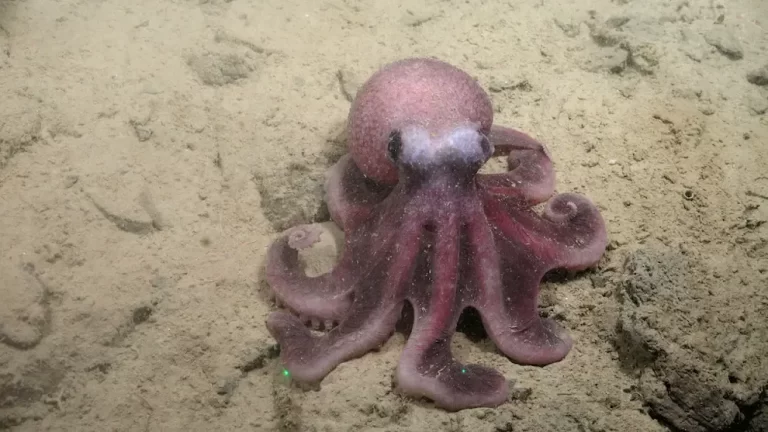 Nuevo pulpo descubierto en el Pacífico suroriental revela cuánto desconocemos del océano profundo