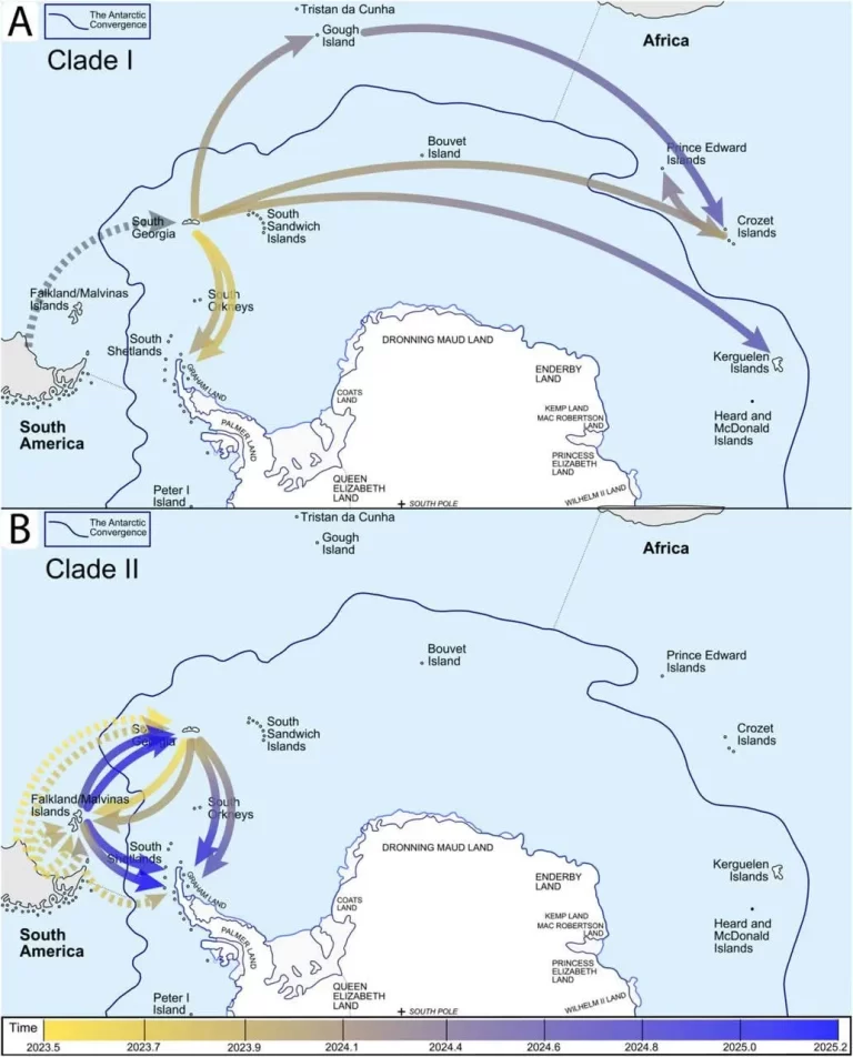 Estudio revela que las Islas Malvinas y Georgia del Sur se han convertido en reservorios del virus de influenza aviar H5N1 en el Atlántico Sur