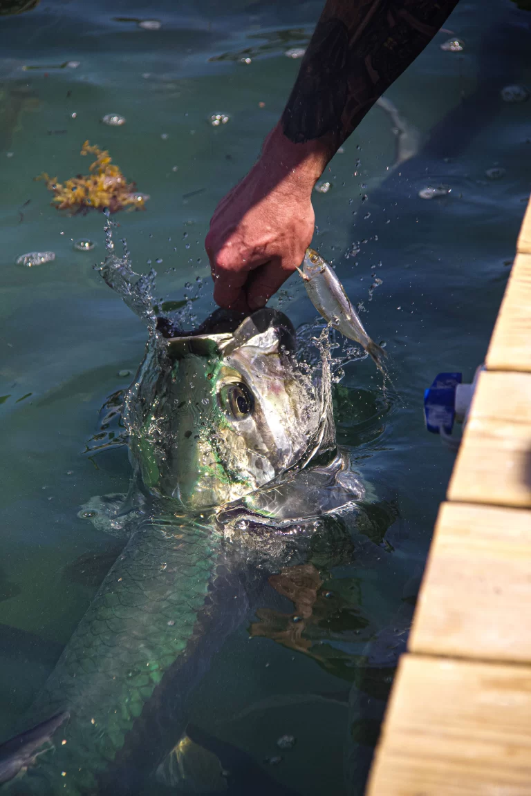La pesca artesanal del río Uruguay quedó bajo la lupa: un muestreo de otoño relevó 1.245 ejemplares