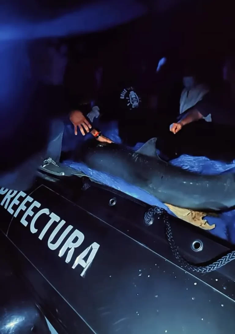 Varamiento de dos delfines en San Luis movilizó a Prefectura e INBA: uno fue liberado y el otro murió