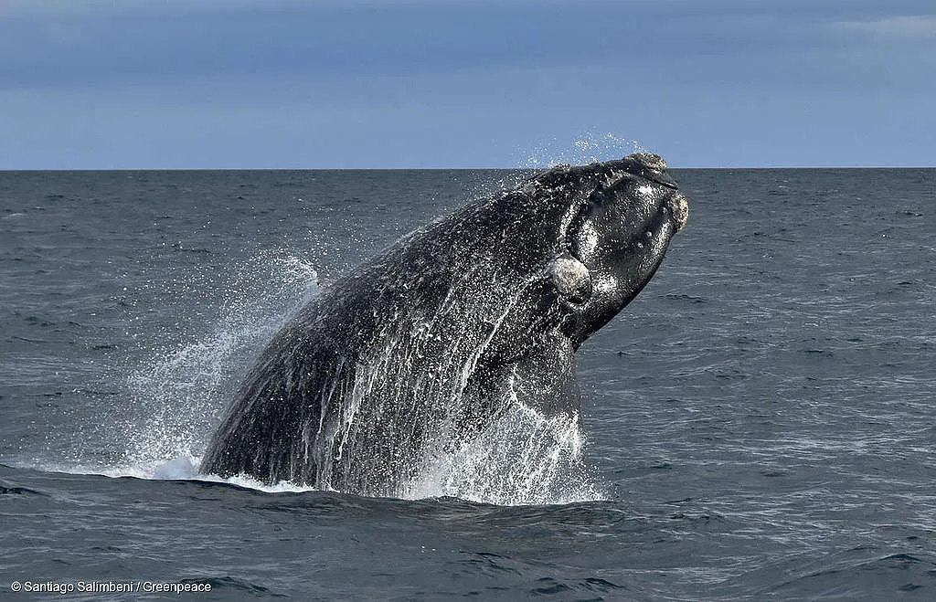 Argentina — Mortandad inusual de ballenas en Península Valdés: investigan dos posibles amenazas y buscan determinar el alcance del fenómeno Argentina — Mortandad inusual de ballenas en Península Valdés: investigan dos posibles amenazas y buscan determinar el alcance del fenómeno